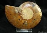 Inch Cleoniceras Ammonite (Half) #1452-1